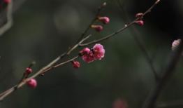 红梅花,冬日里的坚韧与美丽